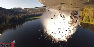 تماشا کنید: بازگشت زندگی به دریاچه فراموش شده با پرتاب بمب ماهی !