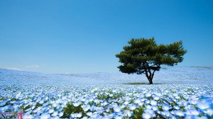 فوکوس : ۴٫۵ میلیون چشم آبی بچه در پارک ساحلی هیتاچی در ژاپن